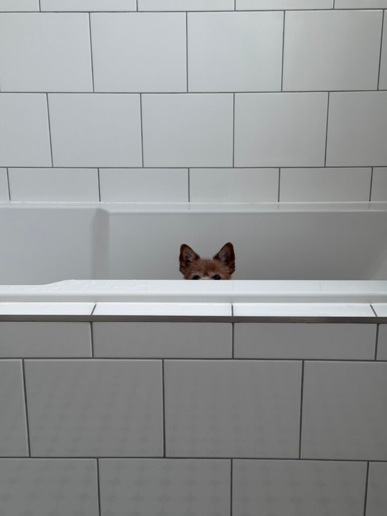 Brickwork white tiles with small dog sitting in bath